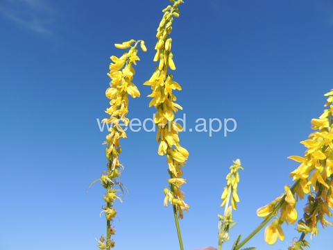 sweetclover, yellow